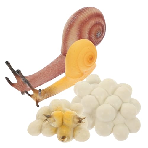 minkissy Snail Growth Modell Realistische Schneckenmodelle Simuliertes Wachstumsspielzeug Lebensechte Schneckenlebenszyklus Figuren Pädagogisches Lernspielzeug von minkissy
