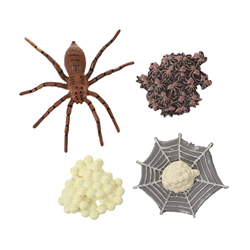 minkissy Spinnenwachstumszyklus Modell Pädagogisches für Naturwissenschaften und Kreativität Realistische Tierfiguren für Vorschulkinder von minkissy