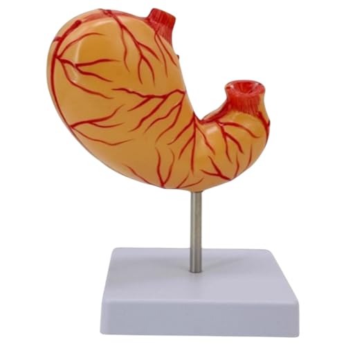 Anatomisches Modell des menschlichen Magens, abnehmbar, 2 Teile, mit Basis, für den medizinischen Unterricht von misppro