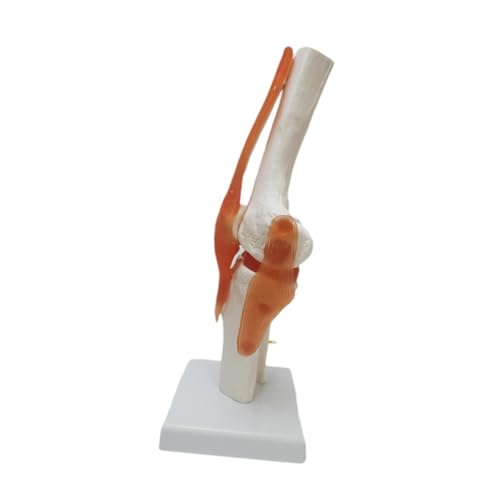 Menschliches Kniegelenkmodell, flexibles Anatomie-Skelett für Studium und Unterricht von misppro