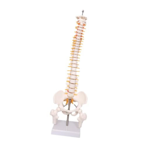 Menschliches Wirbelsäulenmodell mit Ständer, 45 cm PVC-Wirbelsäule für medizinischen Unterricht und Wissenschaftsstudium von misppro