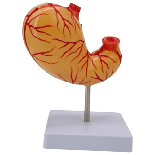 Natürliches Modell mit großem Bauch, lebensgroßes Verdauungssystem, Anatomie für medizinischen Unterricht und Schulanzeige von misppro