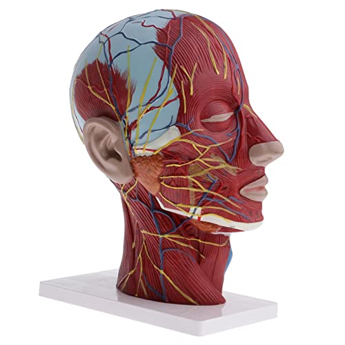 misppro 1:1 Menschlicher Kopf & Hals Oberflächliche Muskel Nerv Anatomische Medizin Anatomische Modell Kits Median Abschnitt Lernen Liefert misppro 1:1 Menschlicher Kopf & Hals Oberflächliche Muskel Nerv Anatomische Medizin Anatomische Modell Kits Median Abschnitt Lernen Liefert von misppro
