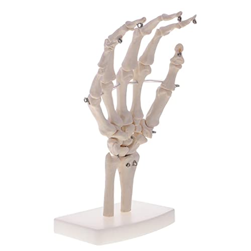 misppro 1:1 lebensgroßes menschliches Handgelenk-Skelett-Modell auf Basis für pädagogisches Werkzeug-Labor von misppro
