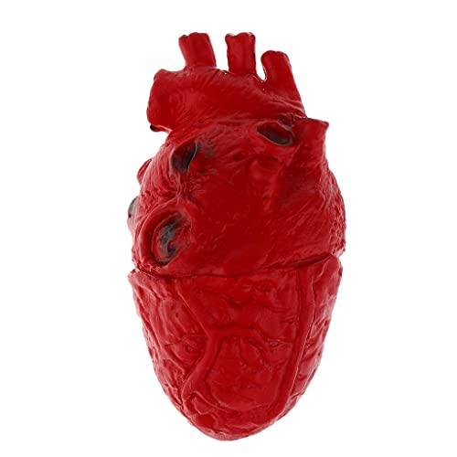 misppro Gefälschtes menschliches Herzmodell, lebensgroße realistische Körperteile von misppro