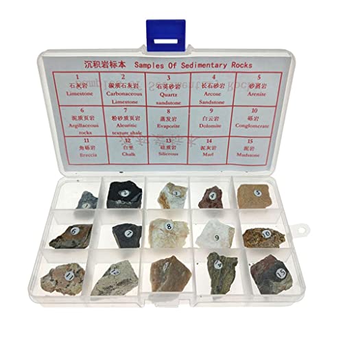 misppro Sedimentgestein Exemplar Rock Collection Echter Stein Lehrmittel ab 8 Jahren von misppro