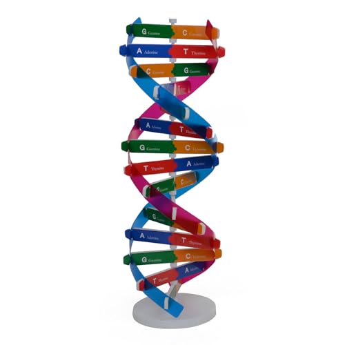 osiuujkw Ancestry DNAs Kit, beliebtes Double Wissenschafts Lehrwerkzeug, Modelle Double für Modell Wissenschaftspädagogik osiuujkw Ancestry DNAs Kit, beliebtes Double Wissenschafts Lehrwerkzeug, Modelle Double für Modell Wissenschaftspädagogik von osiuujkw