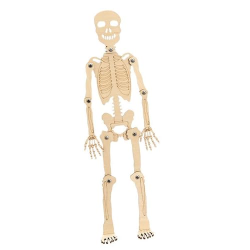 perfk Wissenschaftsspielzeug, pädagogisches handgefertigtes Materialpaket, DIY-Skelettmontage, menschliches Skelettmodell für Kinder von perfk