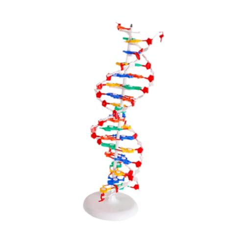 Doppelhelix-Modell, biologisches Lehrset für Genstruktur-Lernen Doppelhelix-Modell, biologisches Lehrset für Genstruktur-Lernen von pistro
