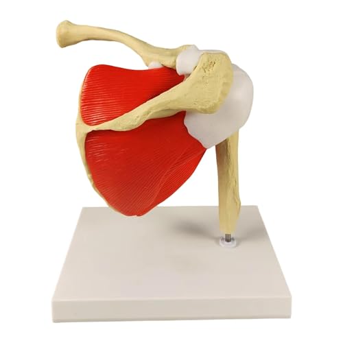 Menschliches Schultergelenkmodell mit Basis, anatomisches Lehrwerkzeug für Klassenzimmer, Forschung und Physiotherapie-Studium, 22,5 x 18 x 22 cm von pistro