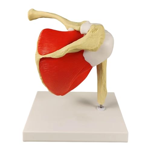 Menschliches Schultergelenkmodell mit Basis – Schulter-Skelett-Anatomie-Modell für Training Labor und Klassenzimmer Bildung (22,5 x 18 x 22 cm) von pistro