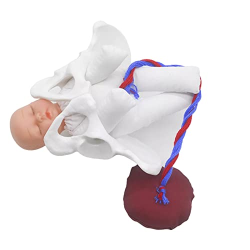 Menschliches weibliches Beckenmodell, Geburt, Mini-Weibliches Becken, Anatomie-Modell, 17 cm, Lehrwerkzeug Menschliches weibliches Beckenmodell, Geburt, Mini-Weibliches Becken, Anatomie-Modell, 17 cm, Lehrwerkzeug von pistro