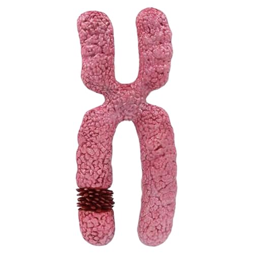X-Chromosom-Modell für Biologie-Studien, submikroskopische Strukturorganelle, medizinisches Modell des menschlichen Chromosoms, 15 x 15 x 37 cm X-Chromosom-Modell für Biologie-Studien, submikroskopische Strukturorganelle, medizinisches Modell des menschlichen Chromosoms, 15 x 15 x 37 cm von pistro