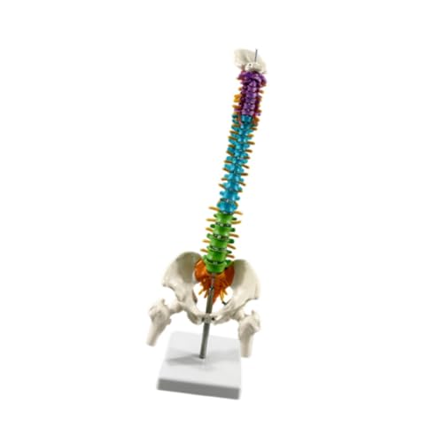 pistro Menschliches Wirbelsäulenmodell Flexible Säule Wirbelsäule Skelett Becken für Schule Studium Pädagogisches Werkzeug Biologie Klasse pistro Menschliches Wirbelsäulenmodell Flexible Säule Wirbelsäule Skelett Becken für Schule Studium Pädagogisches Werkzeug Biologie Klasse von pistro