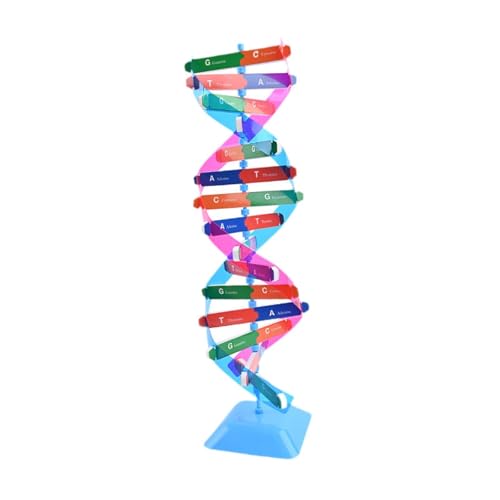 predolo Double Spire Model Science Educational Instrument Toy für Schüler menschliche Gene predolo Double Spire Model Science Educational Instrument Toy für Schüler menschliche Gene von predolo