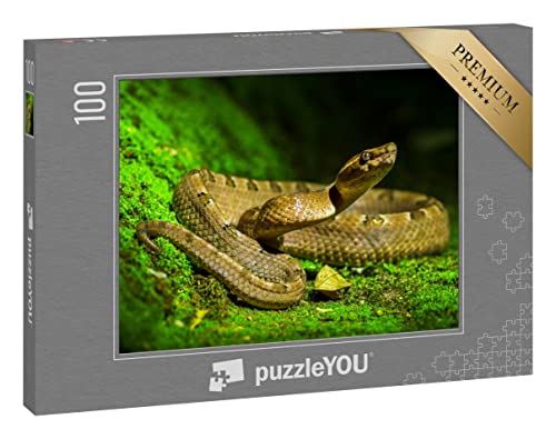 puzzleYOU: Puzzle 100 Teile „Giftige Schlange, Malayische Mokassin-Grubenotter“ puzzleYOU: Puzzle 100 Teile „Giftige Schlange, Malayische Mokassin-Grubenotter“ von puzzleYOU