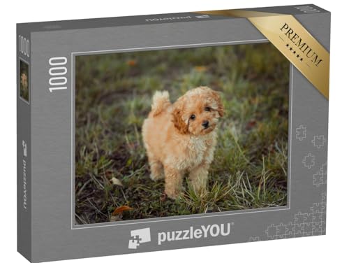 puzzleYOU: Puzzle 1000 Teile „Kleiner brauner Pudelwelpe“ – aus der Puzzle-Kollektion Hunde, Pudel von puzzleYOU