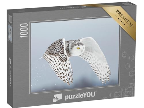 puzzleYOU: Puzzle 1000 Teile „Schneeeule, Bubo scandiacus, hebt ab und fliegt jagend über EIN Feld, Ottawa, Kanada“ – aus der Puzzle-Kollektion Eulen, Vögel, Exotische Tiere & Trend-Tiere von puzzleYOU