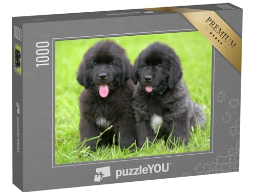 puzzleYOU: Puzzle 1000 Teile „Zwei kleine Schwarze Neufundländerwelpen“ – aus der Puzzle-Kollektion Hunde, Neufundländer von puzzleYOU