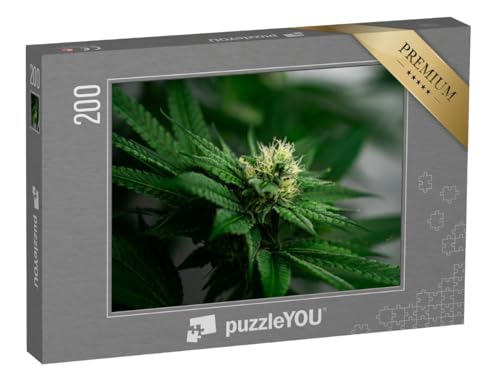 puzzleYOU: Puzzle 200 Teile „Frisches Cannabis: Grünes Gold“ puzzleYOU: Puzzle 200 Teile „Frisches Cannabis: Grünes Gold“ von puzzleYOU