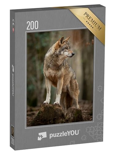 puzzleYOU: Puzzle 200 Teile „Grauer Wolf in witternder Pose im Wald“ – aus der Puzzle-Kollektion Wölfe, Raubtiere, Tiere des Nordens, Tiere in Wald & Gebirge, Exotische Tiere & Trend-Tiere von puzzleYOU