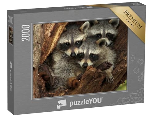 puzzleYOU: Puzzle 2000 Teile „DREI kuschelige Waschbären in Einer Baumhöhle“ – aus der Puzzle-Kollektion Waschbären, Tiere in Wald & Gebirge, Exotische Tiere & Trend-Tiere puzzleYOU: Puzzle 2000 Teile „DREI kuschelige Waschbären in Einer Baumhöhle“ – aus der Puzzle-Kollektion Waschbären, Tiere in Wald & Gebirge, Exotische Tiere & Trend-Tiere von puzzleYOU