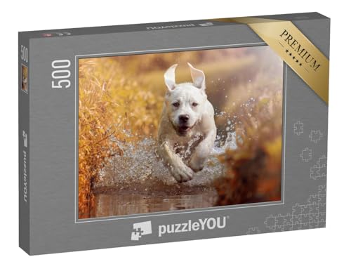puzzleYOU: Puzzle 500 Teile „Junger Labrador beim Spielen im Bach“ – aus der Puzzle-Kollektion Labrador puzzleYOU: Puzzle 500 Teile „Junger Labrador beim Spielen im Bach“ – aus der Puzzle-Kollektion Labrador von puzzleYOU