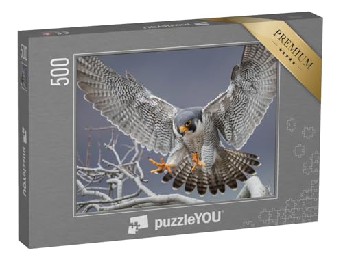 puzzleYOU: Puzzle 500 Teile „Wanderfalke in New Jersey“ – aus der Puzzle-Kollektion Vögel, Falken puzzleYOU: Puzzle 500 Teile „Wanderfalke in New Jersey“ – aus der Puzzle-Kollektion Vögel, Falken von puzzleYOU