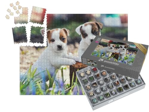 puzzleYOU: SMART Sorted® | Puzzle 1000 Teile leicht gemacht „Zwei süße Jack Russel Welpen“ von puzzleYOU