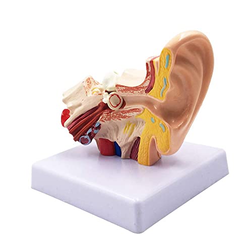 rahl 1.5X Menschliches Ohr Anatomie Modell - Professionelles Desktop-Innenohr Struktur-Simulationsmodell für Bildung von rahl