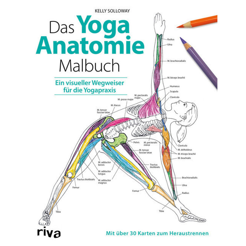 Das Yoga-Anatomie-Malbuch von Riva