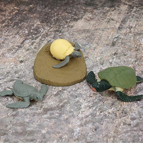 shenruifa Hochsimulierte Tierlebenszyklusmodell Spielzeug Lernmodell Spielzeug (Schildkrötenwachstumszyklus) von shenruifa
