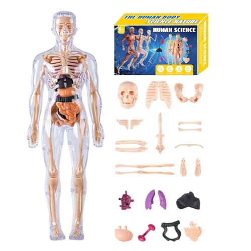Menschliches Anatomie Modell 3D - 11 Zoll Körperstruktur -Kit für wissenschaftliches Lernen, visuelle Studie mit anatomischer Versammlungsfunktion, Klassenzimmermodell für Schüler, Lehrer, Homeschooli Menschliches Anatomie Modell 3D - 11 Zoll Körperstruktur -Kit für wissenschaftliches Lernen, visuelle Studie mit anatomischer Versammlungsfunktion, Klassenzimmermodell für Schüler, Lehrer, Homeschooli von shjxi