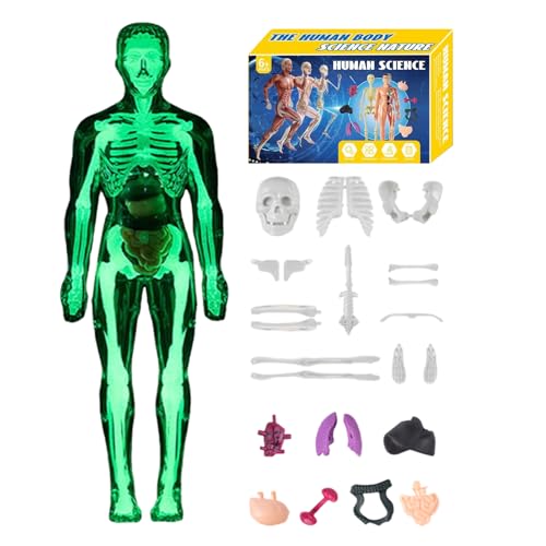 Menschliches Anatomie Modell 3D - 11 Zoll Körperstruktur -Kit für wissenschaftliches Lernen, visuelle Studie mit anatomischer Versammlungsfunktion, Klassenzimmermodell für Schüler, Lehrer, Homeschooli Menschliches Anatomie Modell 3D - 11 Zoll Körperstruktur -Kit für wissenschaftliches Lernen, visuelle Studie mit anatomischer Versammlungsfunktion, Klassenzimmermodell für Schüler, Lehrer, Homeschooli von shjxi