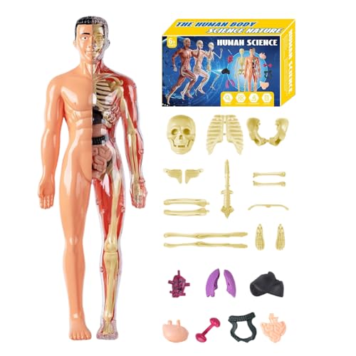 Menschliches Anatomie Modell 3D - 11 Zoll Körperstruktur -Kit für wissenschaftliches Lernen, visuelle Studie mit anatomischer Versammlungsfunktion, Klassenzimmermodell für Schüler, Lehrer, Homeschooli Menschliches Anatomie Modell 3D - 11 Zoll Körperstruktur -Kit für wissenschaftliches Lernen, visuelle Studie mit anatomischer Versammlungsfunktion, Klassenzimmermodell für Schüler, Lehrer, Homeschooli von shjxi