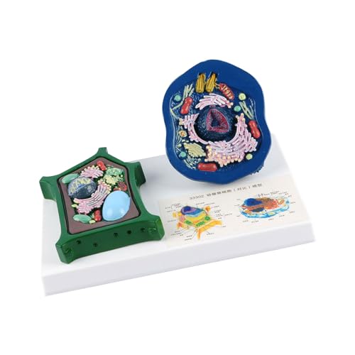 Anatomisches Tier-Pflanzenzellenmodell mit abnehmbaren Teilen, Tierpflanzenzelle, Anatomie-Modell, Biologie, Klassenzimmer, Lernhilfe Anatomisches Tier-Pflanzenzellenmodell mit abnehmbaren Teilen, Tierpflanzenzelle, Anatomie-Modell, Biologie, Klassenzimmer, Lernhilfe von sodeber