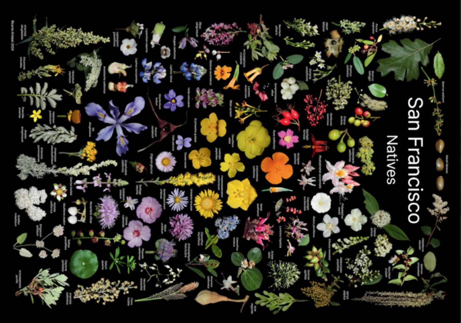 speedpuzzle.eu Puzzle 500 Teile – San Francisco Natives - von speedpuzzle.eu