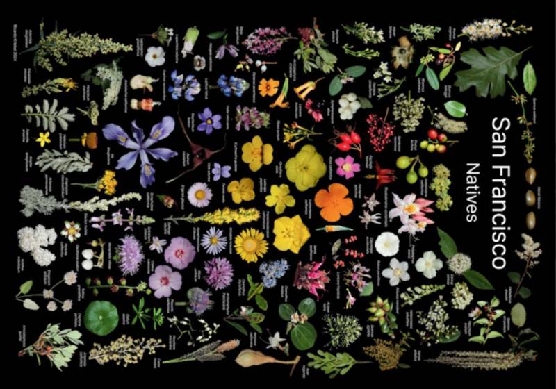 speedpuzzle.eu Puzzle 500 Teile – San Francisco Natives - von speedpuzzle.eu