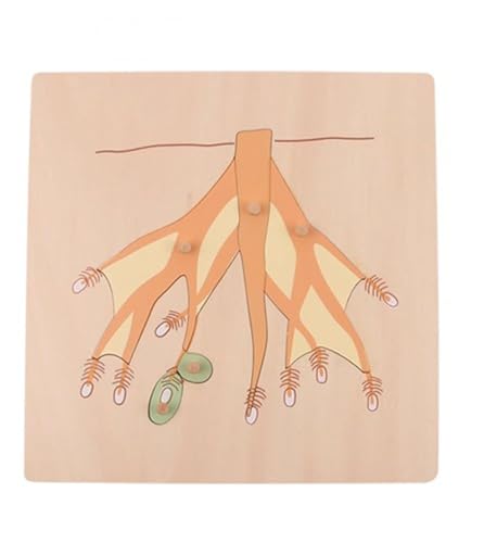 tysdyzgs Montessori Baum Wurzel Platten, Holz Puzzle Greifbretter Lernspielzeug und Spielgeschenke von tysdyzgs
