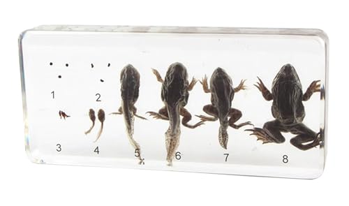 tysdyzgs Montessori-Frosch-Wachstumsproben, wissenschaftliche Entdeckung von Tierpräparaten für die frühkindliche Bildung von tysdyzgs