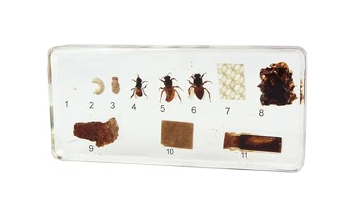 tysdyzgs Montessori Schmetterling Wachstum Exemplare, Tier Exemplare Kinder Lernspielzeug Schlafzimmer,Bees tysdyzgs Montessori Schmetterling Wachstum Exemplare, Tier Exemplare Kinder Lernspielzeug Schlafzimmer,Bees von tysdyzgs