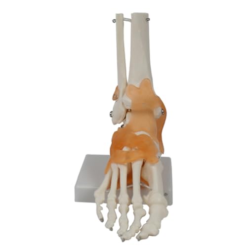 Fußgelenkmodell mit Bändern, Menschliches Anatomiemodell, Lebensgroß, Medizinisches Lehrmaterial, PVC, 1 Stück Fußgelenkmodell mit Bändern, Menschliches Anatomiemodell, Lebensgroß, Medizinisches Lehrmaterial, PVC, 1 Stück von vdha
