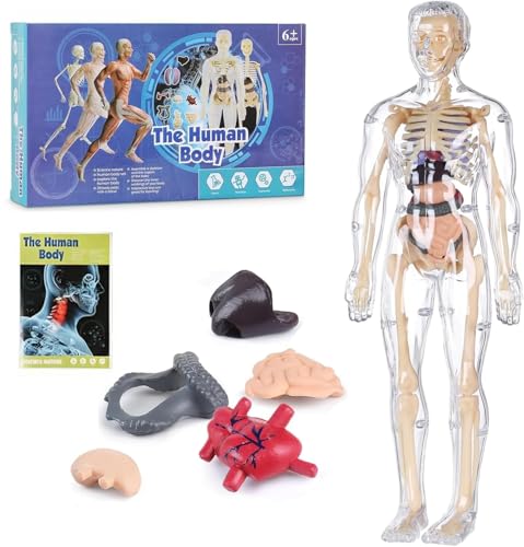 Klare menschliche Körperstrukturmodell, 29-teiliges 3D-Anatomie-Modell-Set, DIY montierte menschliche Torso-Organ-Figur, abnehmbare Organe, Knochen, Montagemodelle, visuelle Lehrhilfen für Anatomie von wodjcks