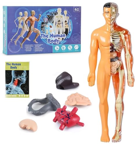 Transparentes Modell der menschlichen Körperstruktur, 3D-Anatomie-Modell-Set, 29-teilig, Figur des menschlichen Torso, Modelle zur Montage von Organen und Knochen (transparent) von wodjcks