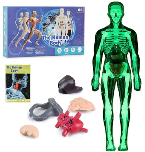 wodjcks Klares Modell der menschlichen Körperstruktur, 29-teiliger 3D-Anatomiemodellbausatz, DIY-montierte menschliche Torso-Organfigur, abnehmbare Organknochen-Montagemodelle(Luminous) von wodjcks