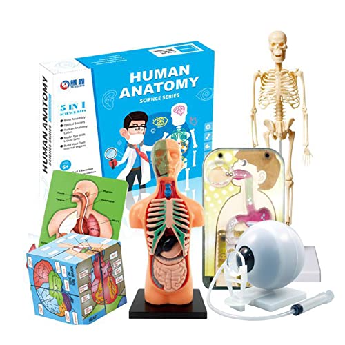 xbiez Menschlicher Torso Körper Anatomie Skelett Modell Mit Abnehmbaren Teilen Für Kinder Vorschulpädagogikbedarf Menschlicher Körper Modell Anatomie Für Kinder Und Erwachsene Abnehmbare Teile von xbiez