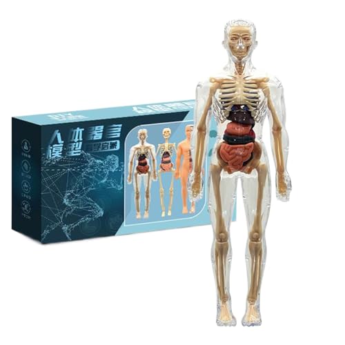 xowwyue Modell des Menschlichen Körpers, Ganzkörper Mensch Skelett Anatomie Modell 3D Menschliches Lernmodell Für Kinder, Human Body Torso Teaching Model Für Schule, Klassenzimmer 28,5x10 cm xowwyue Modell des Menschlichen Körpers, Ganzkörper Mensch Skelett Anatomie Modell 3D Menschliches Lernmodell Für Kinder, Human Body Torso Teaching Model Für Schule, Klassenzimmer 28,5x10 cm von xowwyue