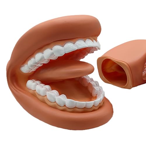 Modell der pädagogischen Zähne, Trainer, Gummibildschirm, flexible Essunterstützung, Nachbildung der Hände, Anatomieunterricht, Aufmerksamkeitsdisplays, Studioecken Modell der pädagogischen Zähne, Trainer, Gummibildschirm, flexible Essunterstützung, Nachbildung der Hände, Anatomieunterricht, Aufmerksamkeitsdisplays, Studioecken von ycezw