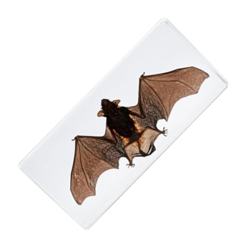 Taxidermie BAT - Realistisches Harzfledermodell, Gerahmte Fledermausdekoration | Einzigartige Fledermaushandwerk Für Wissenschaftliche Ausbildung, Taxidermie -Enthusiasten, Seltsamkeiten Ausstellen, B Taxidermie BAT - Realistisches Harzfledermodell, Gerahmte Fledermausdekoration | Einzigartige Fledermaushandwerk Für Wissenschaftliche Ausbildung, Taxidermie -Enthusiasten, Seltsamkeiten Ausstellen, B von yztju