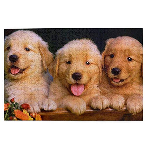 1000 Teile Puzzle, Golden Retriever Welpe Spaß Lernspielzeug Lernspiele Heimdekoration Puzzle 50x70CM von znwrr